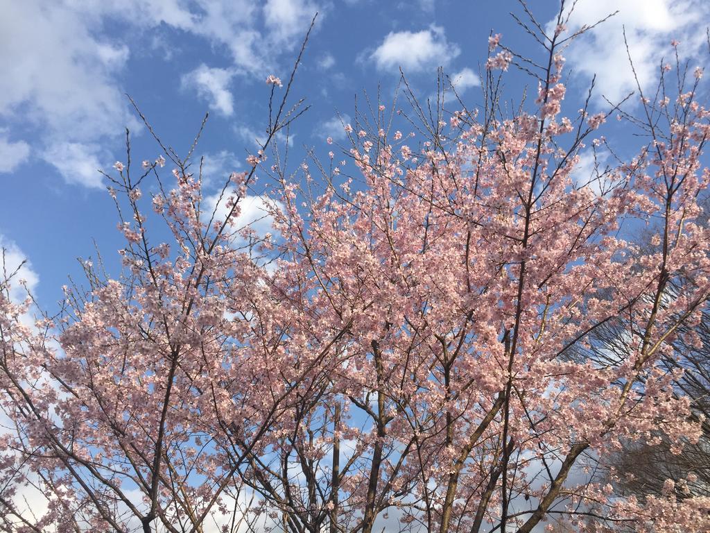 فندق Kinugawaonsen Fukumatsu نيكو المظهر الخارجي الصورة